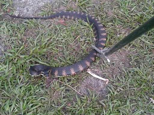 are there lots of snakes in florida