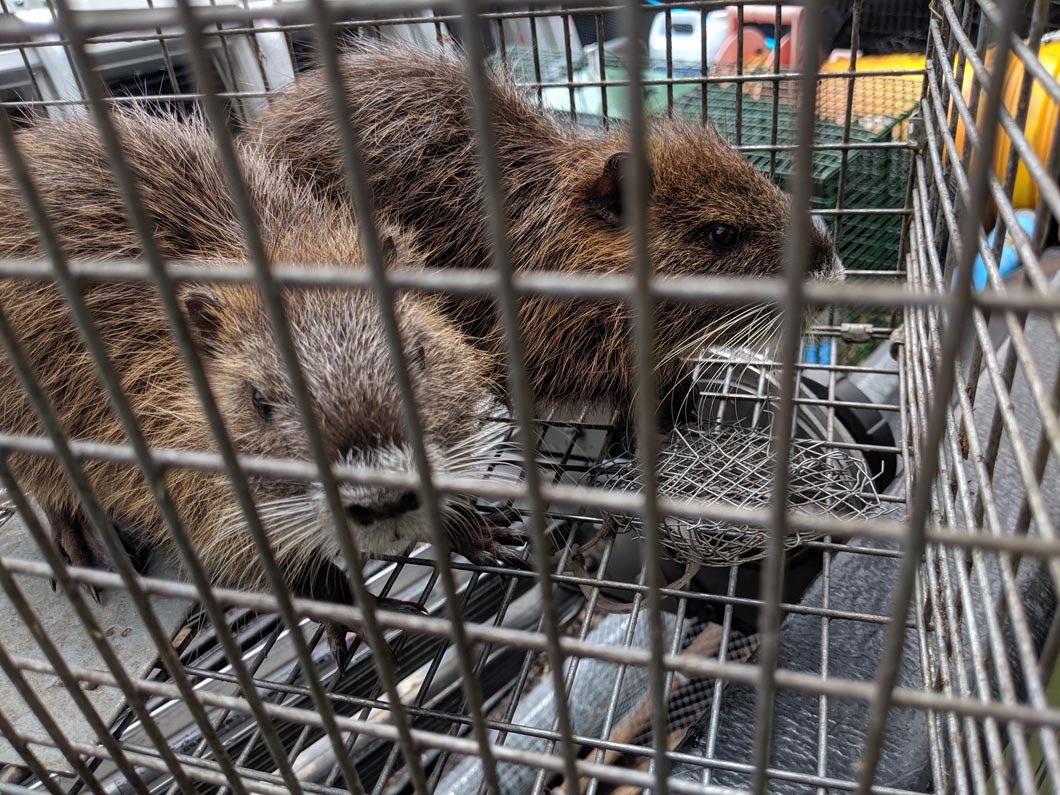 Nutria Rats 